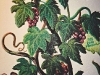 close-up-grapes